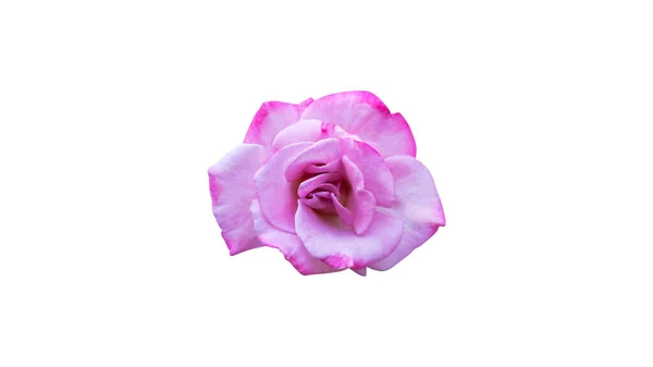 Doğal olarak güzel pembe güller bahçeden alınmış.