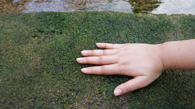 Bahçenin yanındaki derenin kenarındaki kumda büyüyen yosunlara elini tuttu..