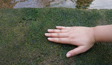 Bahçenin yanındaki derenin kenarındaki kumda büyüyen yosunlara elini tuttu..