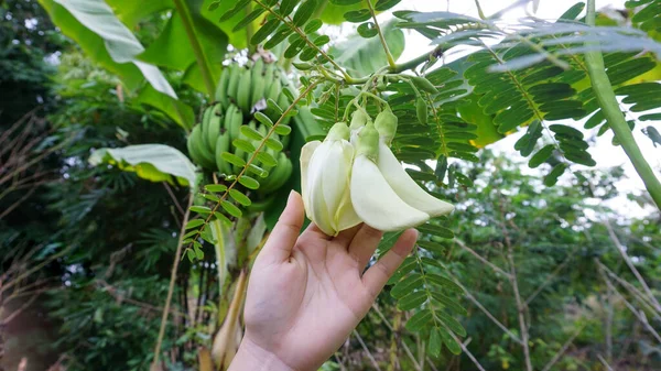 Hand Holding White Dandelion Planted Garden — Fotografia de Stock