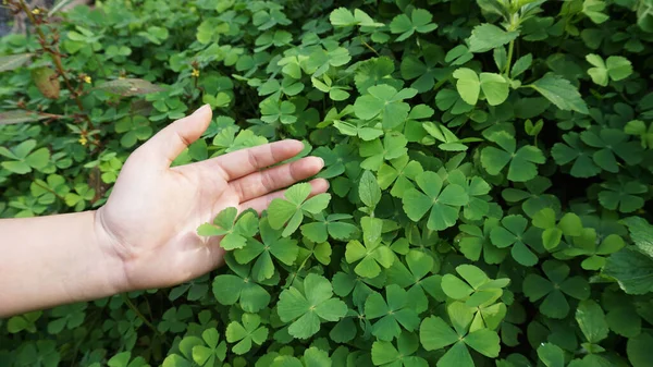 Hånd Som Holder Toppen Grønne Bladgrønnsaker Som Har Plantet Selv – stockfoto