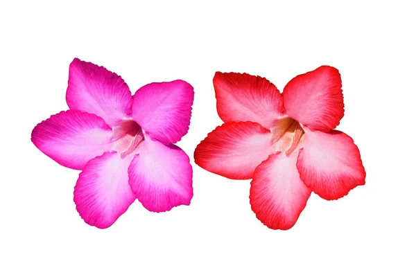Beyaz arkaplanda izole edilmiş kırmızı ve pembe açelya çiçekleri
