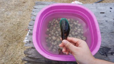 Tatil menüsü için hazırlanmış taze bir midye tutuyorum..