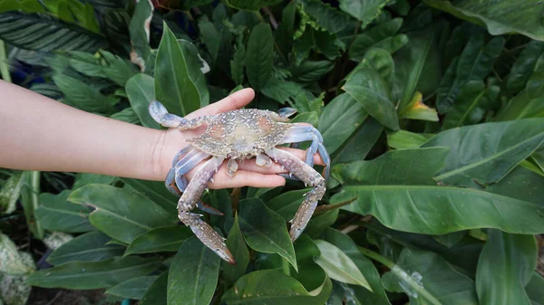 Crabs Laid Out Hand Prepared Dinner Menu — Zdjęcie stockowe