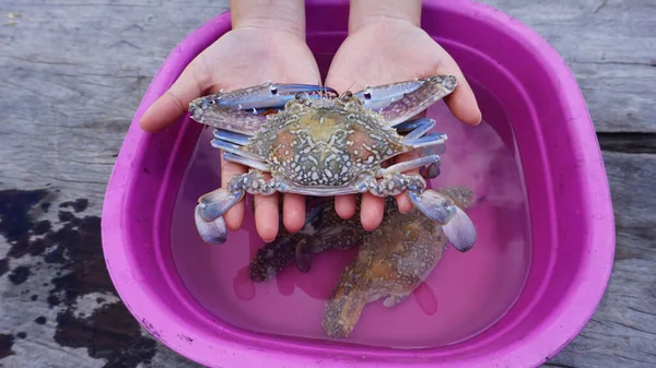 Tatil yemeklerine hazırlanmak için taze mavi yengeç..