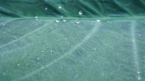 Clear Mist Droplets Sparkling Green Bonsai Taken Garden Morning — Stock Fotó