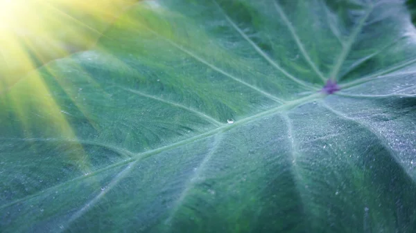 Gotas Agua Clara Bonsái Verde Brillando Maravillosamente Con Luz Del — Foto de Stock