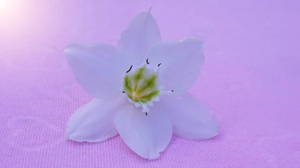 Beyaz çiçekler Eucharis x grandiflora Planch pembe arka plan rengi aşk sevgililer günü.