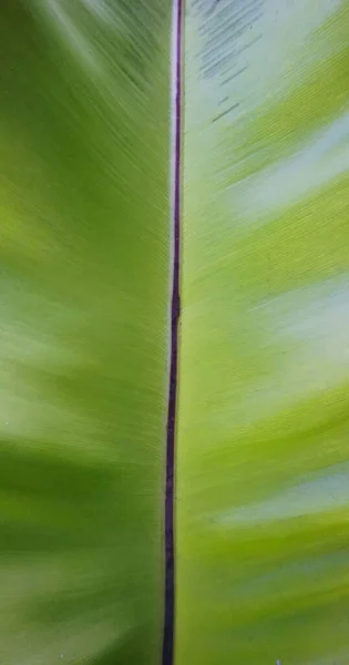 Listras Verticais Bonitas Naturais Textura Folha Verde Para Fundo Ilustração — Fotografia de Stock