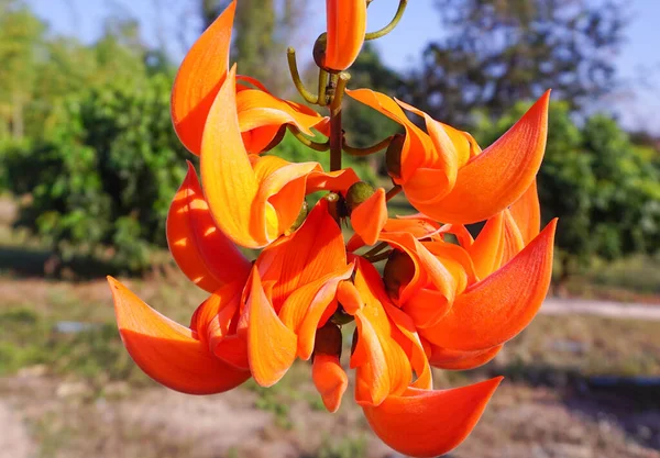 Orange Bajingan Bunga Jati Dalam Kelompok Pohon Hijau Dengan Langit — Stok Foto