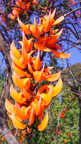 Orange Bajingan Bunga Jati Dalam Kelompok Pohon Hijau Dengan Langit — Stok Foto