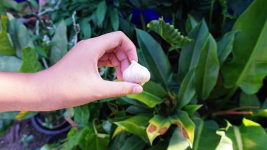 Beyaz sarımsak sapı, sağlıklı yiyecekler, baskıyı azaltmak, vejetaryen menüsü.