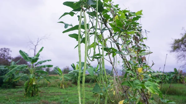 Feijões Longos Cultivados Hortas São Ricos Proteínas Alimentos Saudáveis — Fotografia de Stock