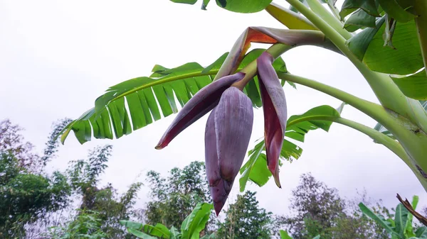Flores Banana Árvores Banana Plantam Sozinhas Jardim Agrícola Contra Céu — Fotografia de Stock