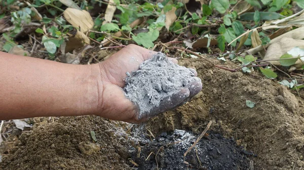 Tarım bahçesine ağaç dikmek için gübre olarak kullanılan kömür ocağının küllerini tutan el..