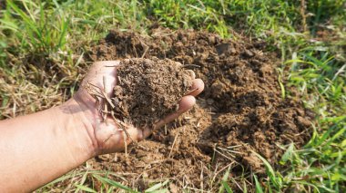 Çiftçiler organik tarım bahçelerinde yetişen bitki ve sebzeleri gübre yapmak için eski gübre yakalıyorlar..