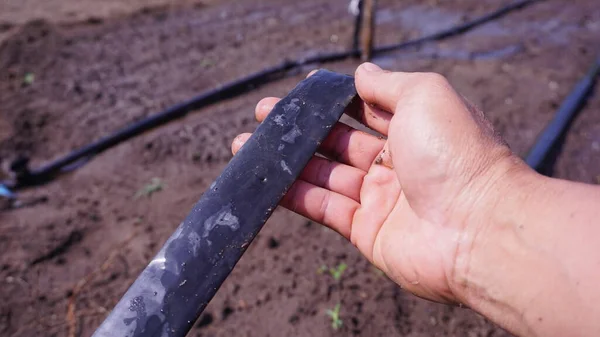 Bahçıvanlar zehirli olmayan tarım bahçelerinde sulama sistemleri için damlalar yakalıyorlar.