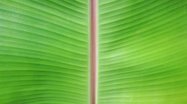 Primer Plano Textura Hoja Plátano Verde Natural Del Jardín Para —  Fotos de Stock
