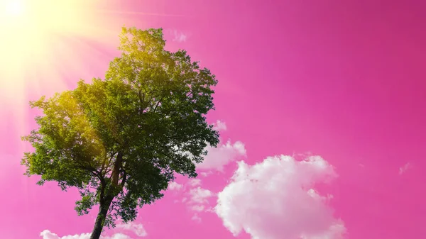 Ροζ Ουρανό Λευκά Σύννεφα Χρυσό Φως Του Ήλιου Στα Πράσινα — Φωτογραφία Αρχείου
