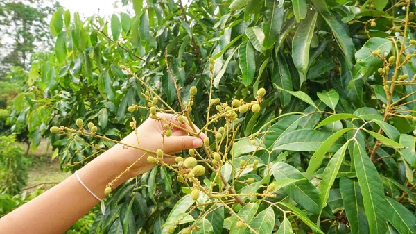 Mano Sosteniendo Ramo Longan Una Planta Longan Jardín —  Fotos de Stock