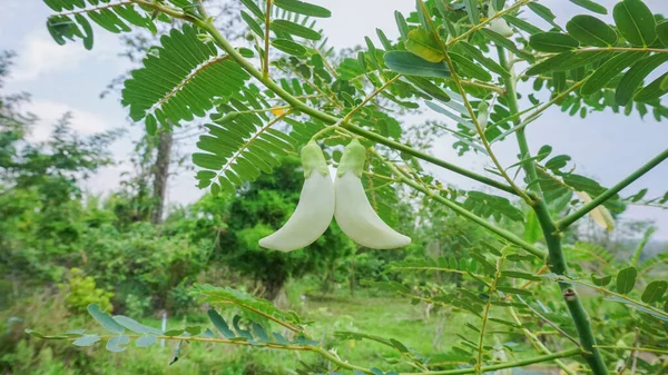 Белые Sesbania Grandiflora Белые Цветы Овощи Травы Высокие Витамины Здоровое — стоковое фото