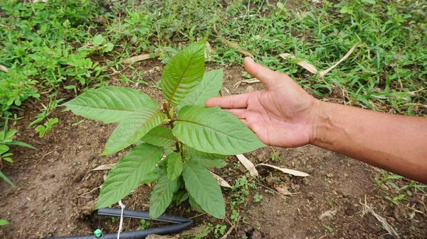 Kézben Tartva Mitragyna Speciosa Levelek Kratom Növény Egy Egészséges Gyógynövény — Stock Fotó