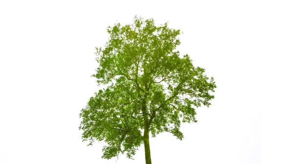 Grande Árvore Verde Natural Isolada Fundo Branco Para Design Ilustração — Fotografia de Stock