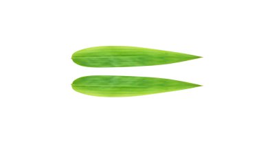 bir çift yeşil bambu yaprağı beyaz arkaplanda izole edilmiş resimleme için
