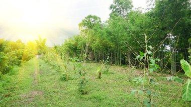 Tarım bahçesi, sabah güneşiyle doğal orman bahçesini birleştirir..