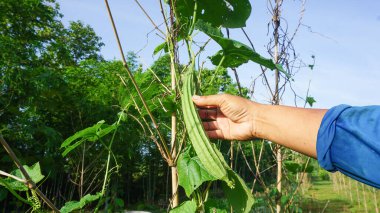 Çiftçiler kabak, sebze ve sebze yakalar. Bunlar tarım bahçesinde yetişir..