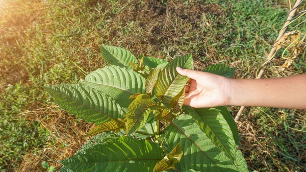 Para Tukang Kebun Memegang Puncak Pohon Mitragyna Speciosa Herbs Untuk — Stok Foto