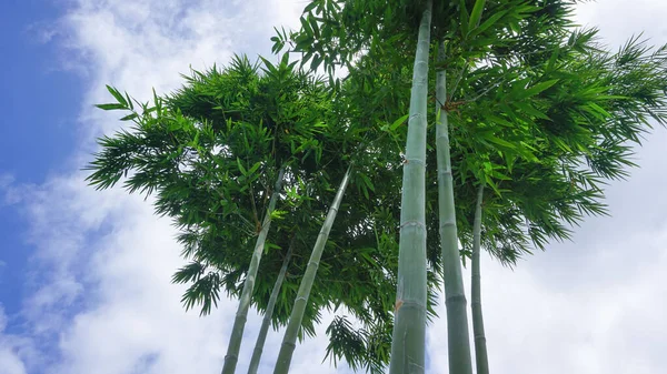 Blauwe Lucht Heeft Natuurlijke Witte Wolken Bovenop Groene Bamboe Landbouwtuin — Stockfoto