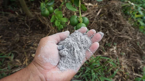 Handling Ashes Used Fertilizer Maintenance Plants Planted Agricultural Garden Rechtenvrije Stockafbeeldingen