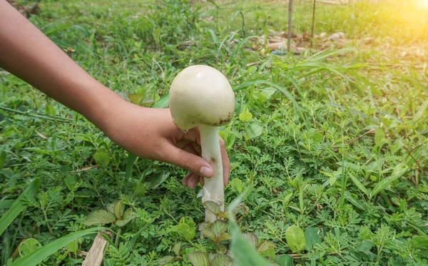 Hand holding a mushroom born in a mixed farming garden with natural morning sunlight.