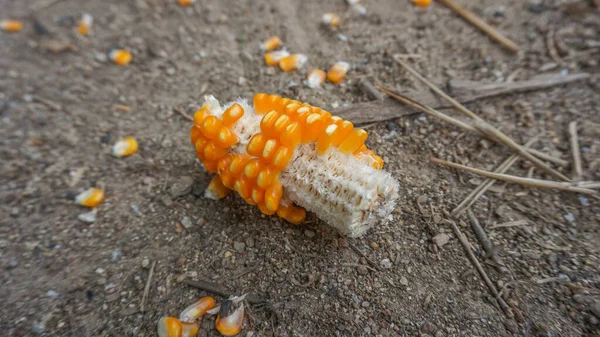 Кукуруза Лежала Земле Сельскохозяйственной Плантации — стоковое фото