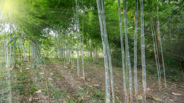 Grupa Zielonych Bambusów Leśnym Ogrodzie Oświetlona Jest Złotym Słońcem Naturalnie — Zdjęcie stockowe