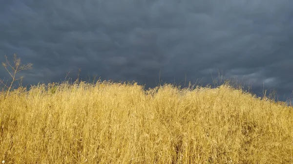 Tarlanın üzerinde fırtınalı bir gökyüzü