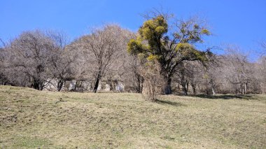 bahar manzarası, ev, tarladaki ağaç