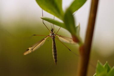 Yeşil gözlü bir sivrisinek yakın planda yeşil bir yaprağın üzerinde oturur. Bulanık arkaplan.