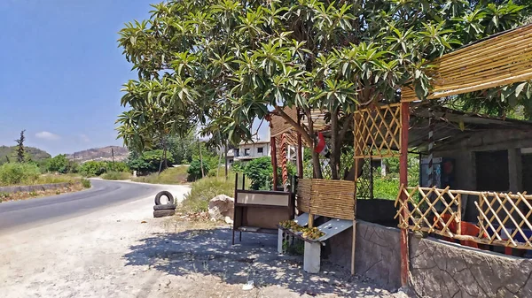 Syria Road Cafe Lattakia Summer Olive Tree Branches — Stock Photo, Image