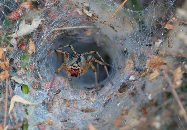Örümcek Sığınağın Girişinde — Stok fotoğraf