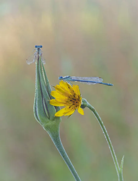 Dragonflies Central Russia Morning Awakening — Stock Photo, Image