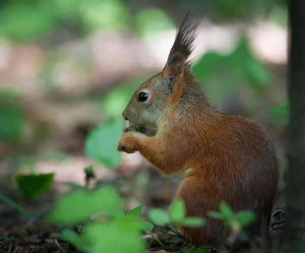 Scoiattolo Rosso Nel Parco Mosca — Foto Stock