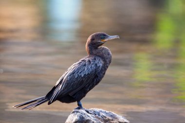 Karabataklar. Yucatan Yarımadası 'nda çekildi.
