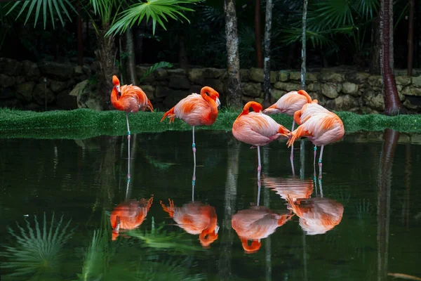 ピンク フラミンゴ ユカタン半島で撮影 — ストック写真