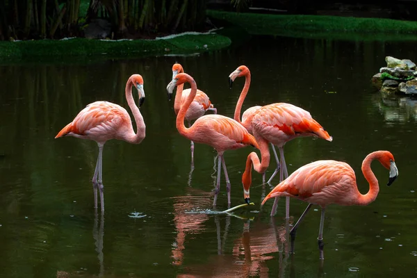 Рожевий Фламінго Зйомки Фільму Півострові Юкатан — стокове фото