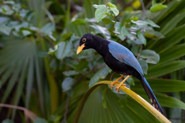 Cyanocorax Yucatanicus Uma Espécie Ave Família Corvidae — Fotografia de Stock