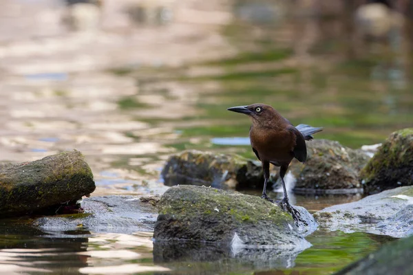 Great Tailed Grackle Filmed Yucatan Peninsula — Stock Photo, Image