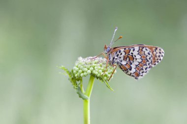 Sabah uyanışı. Rusya 'nın Orta Bölgesinin Kelebekleri