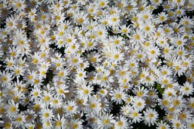 Tarlada beyaz papatyalar